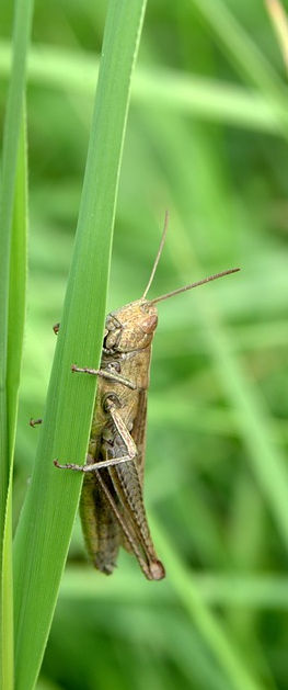 Voedseldieren